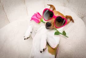 Dogs have a number of ways to tell you they love you. Fatching you flowers isn't one of them.