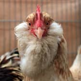 Learning about the natural world will help children take better care of themselves, the environment and animals like chickens (Picture: Matt Cardy)