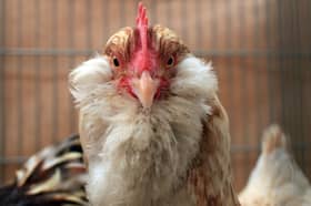 Learning about the natural world will help children take better care of themselves, the environment and animals like chickens (Picture: Matt Cardy)