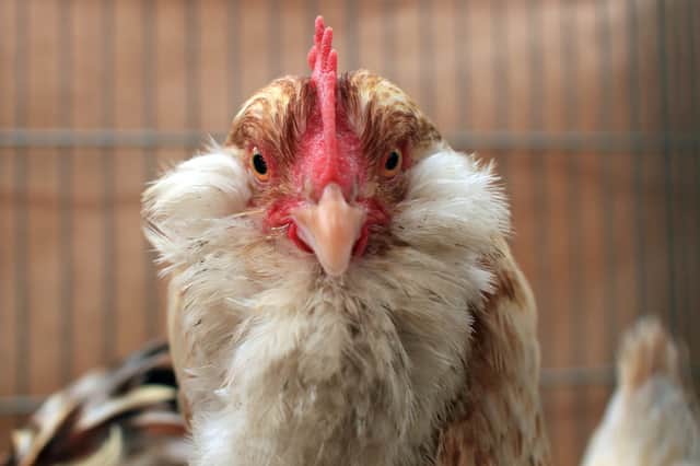 Learning about the natural world will help children take better care of themselves, the environment and animals like chickens (Picture: Matt Cardy)