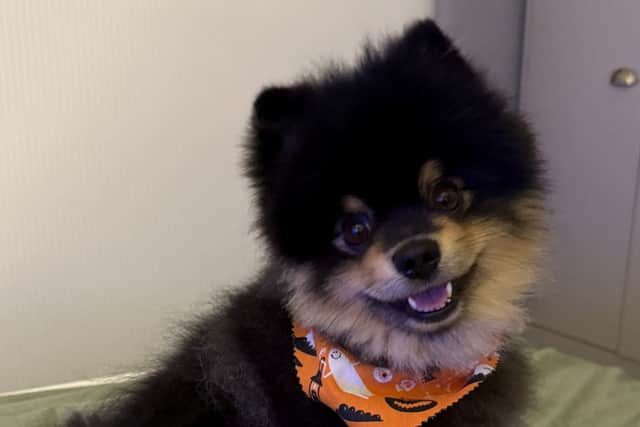 Vishal Lal's three-year-old Pomeranian, Bear