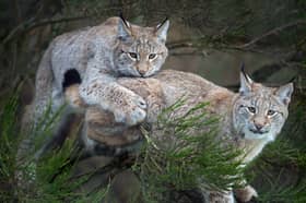 Lynx cubs play in a bush in their enclosure at the Highland Wildlife Park near Aviemore