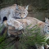 Lynx cubs play in a bush in their enclosure at the Highland Wildlife Park near Aviemore