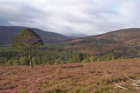 Since 1995, the landscape has undergone significant changes, with ownership shifting conservation efforts for a sporting estate to conservation work for trees and forested areas by reducing deer numbers.  