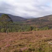 Since 1995, the landscape has undergone significant changes, with ownership shifting conservation efforts for a sporting estate to conservation work for trees and forested areas by reducing deer numbers.  