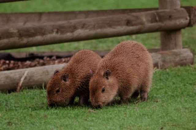 The two capybaras have arrived at the zoo in time for the February half term