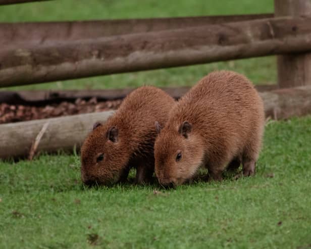The two capybaras have arrived at the zoo in time for the February half term