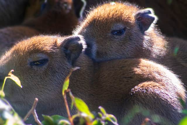 Capybara siblings