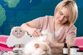Leysen grooming a Persian cat