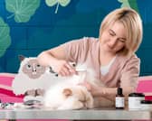 Leysen grooming a Persian cat