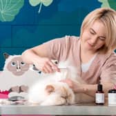 Leysen grooming a Persian cat