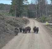 Wild boar spotted near Insh in the Cairngorms National Park 