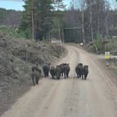 Wild boar spotted near Insh in the Cairngorms National Park 