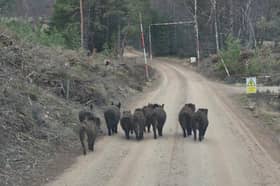 Wild boar spotted near Insh in the Cairngorms National Park 