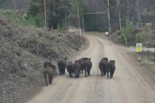 Wild boar spotted near Insh in the Cairngorms National Park 