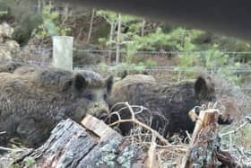 Claims have been made that the pigs look more like genetically pure wild boar than feral pigs