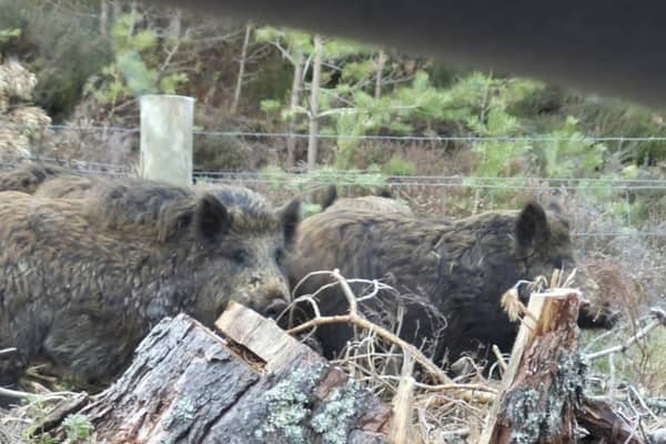 Claims have been made that the pigs look more like genetically pure wild boar than feral pigs
