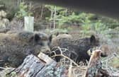 Claims have been made that the pigs look more like genetically pure wild boar than feral pigs