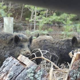 Claims have been made that the pigs look more like genetically pure wild boar than feral pigs