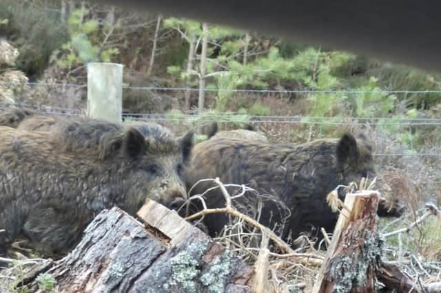 Wild boar numbers are set to increase.