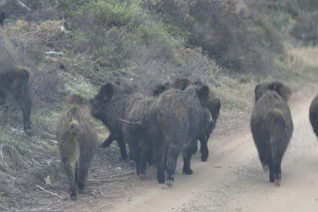 Some of the wild boar that were spotted near within a few miles from where the lynx were illegally dumped last month