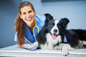 Some dog breeds - like the Border Collie - are less likely to need regular vet visits than others.