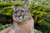 A puma, although not the one allegedly seen running across the A96