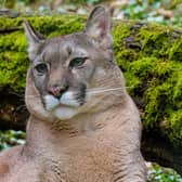 A puma, although not the one allegedly seen running across the A96