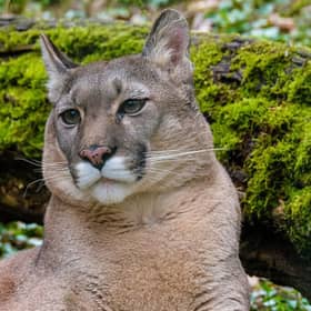 A puma, although not the one allegedly seen running across the A96