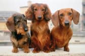 Got a new Dachshund? Looking for a name? We can help!