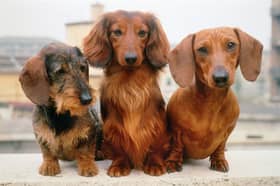 Got a new Dachshund? Looking for a name? We can help!