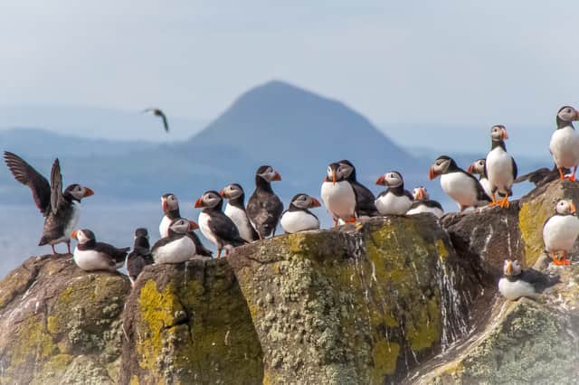 Puffins congregate on the Isle of May