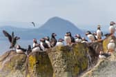 Puffins congregate on the Isle of May