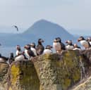 Puffins congregate on the Isle of May