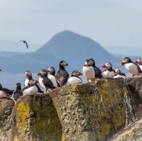 Puffins congregate on the Isle of May