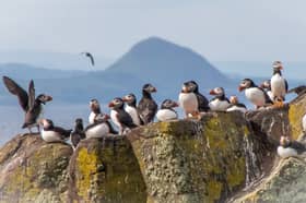 Puffins congregate on the Isle of May
