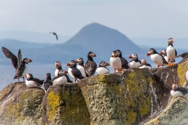 Puffins congregate on the Isle of May