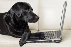 Some breeds of dog - including the loving Labrador Retriever - are incredibly intelligent.