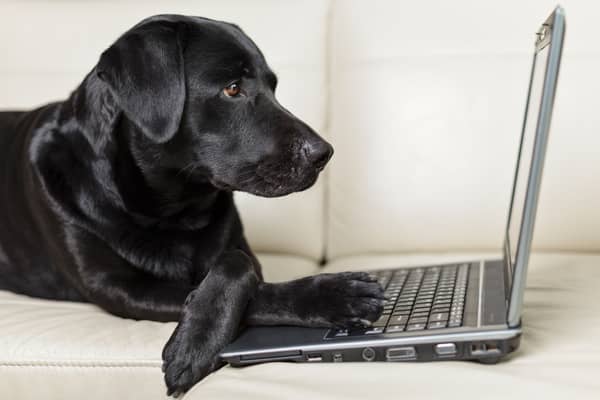 Some breeds of dog - including the loving Labrador Retriever - are incredibly intelligent.