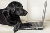 Some breeds of dog - including the loving Labrador Retriever - are incredibly intelligent.