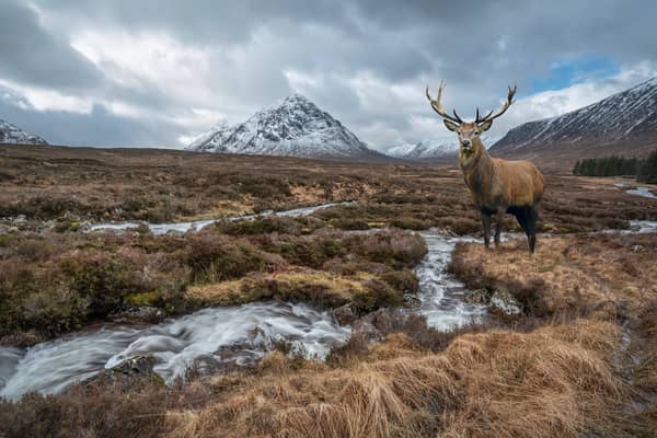 A red deer stag in the Highlands, with the River Etive in the foreground