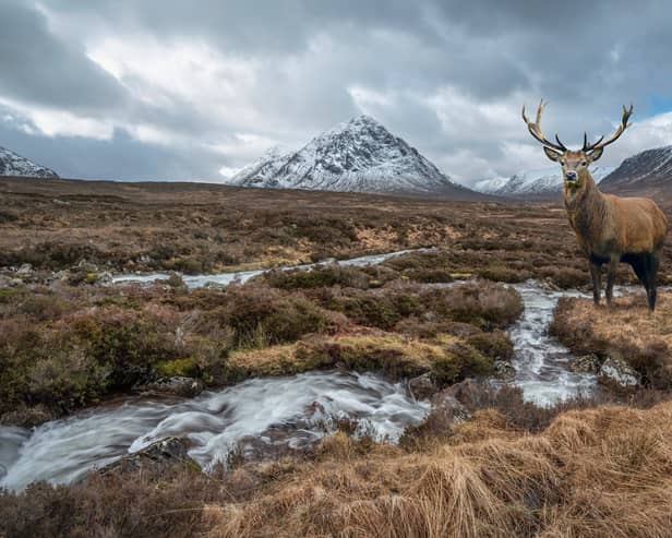 A red deer stag in the Highlands, with the River Etive in the foreground