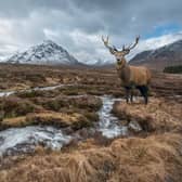 A red deer stag in the Highlands, with the River Etive in the foreground