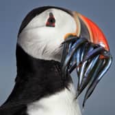 The brightness of a puffin's orange beak is a sign of its sandeel-catching prowess (Picture: Dan Kitwood)