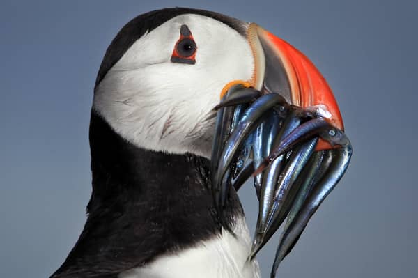 The brightness of a puffin's orange beak is a sign of its sandeel-catching prowess (Picture: Dan Kitwood)