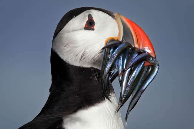 The brightness of a puffin's orange beak is a sign of its sandeel-catching prowess (Picture: Dan Kitwood)