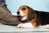 Some breeds of dog are only ever going to nibble a shoe rather than a hand or ankle.