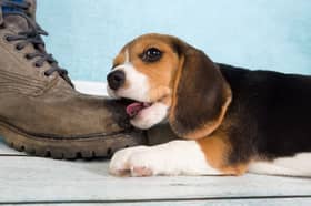 Some breeds of dog are only ever going to nibble a shoe rather than a hand or ankle.