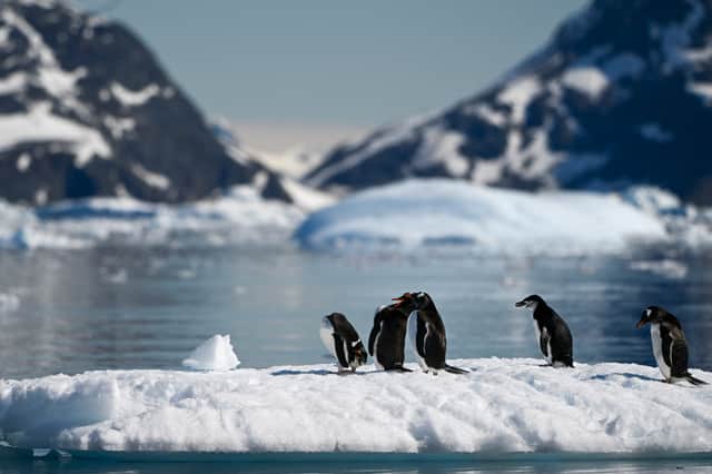 Antarctica may seem like a pristine wilderness but plastic pollution can be found in many places (Picture: Juan Barreto)