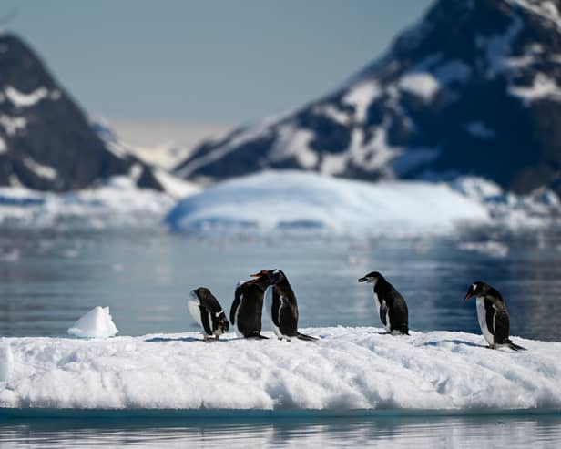 Antarctica may seem like a pristine wilderness but plastic pollution can be found in many places (Picture: Juan Barreto)